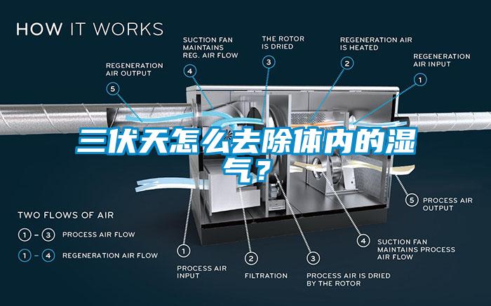 三伏天怎麽去除體內的濕氣？