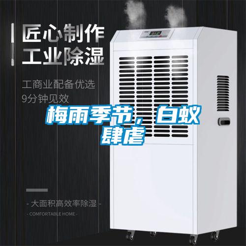 梅雨季節，白蟻肆虐