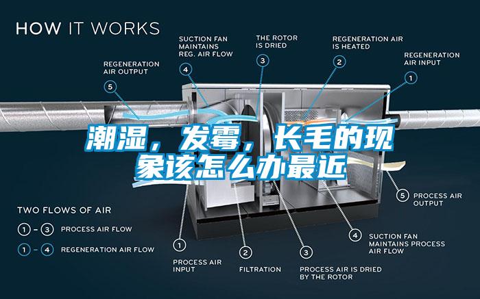 潮濕，發黴，長毛的現象該怎麽辦最近